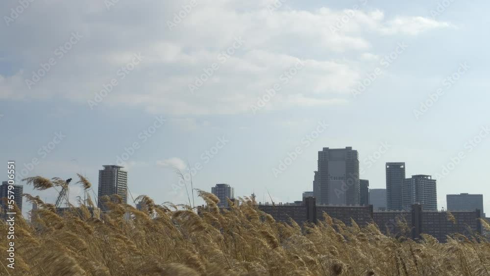 Osaka Umeda City, beautiful scenery of silver grass field on the Yodo River Osaka Umeda City, beautiful scenery of silver grass field on the Yodo River