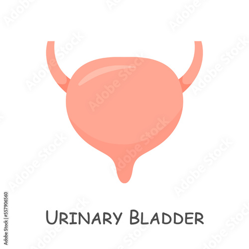 Urinary bladder of human . Cartoon design . Isolated . Vector .