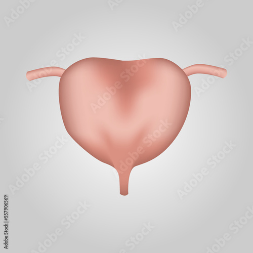 Urinary Bladder of human . Urological system . Realistic design . Isolated . Vector illustration .