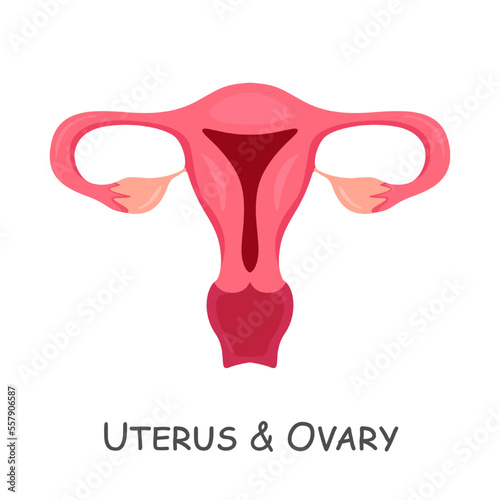 Uterus and ovaries of human . Cartoon design . Isolated . Vector .