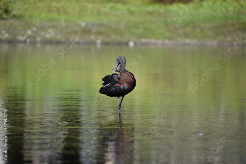 glossy ibis (Plegadis falcinellus) resting at myakka river state park near sarasota florida photo