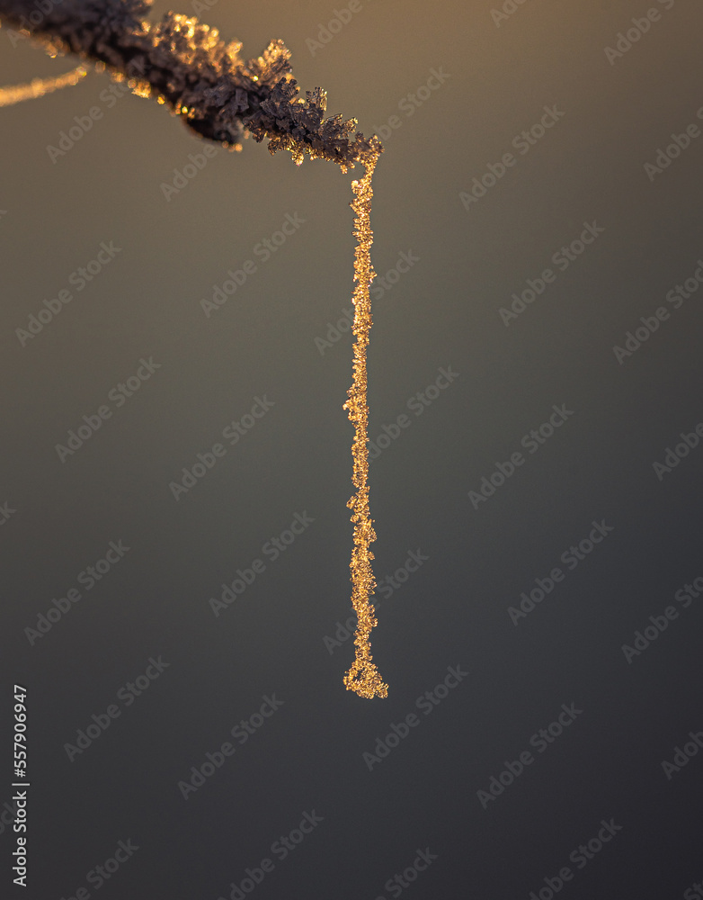 Naklejka premium Frosen nature