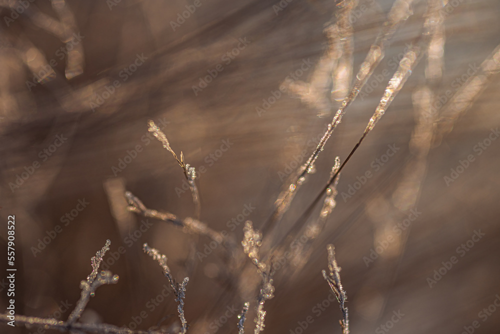 Frosen nature Frosen nature