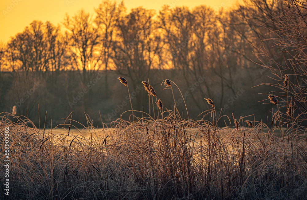Obraz premium Winter sunrise on river