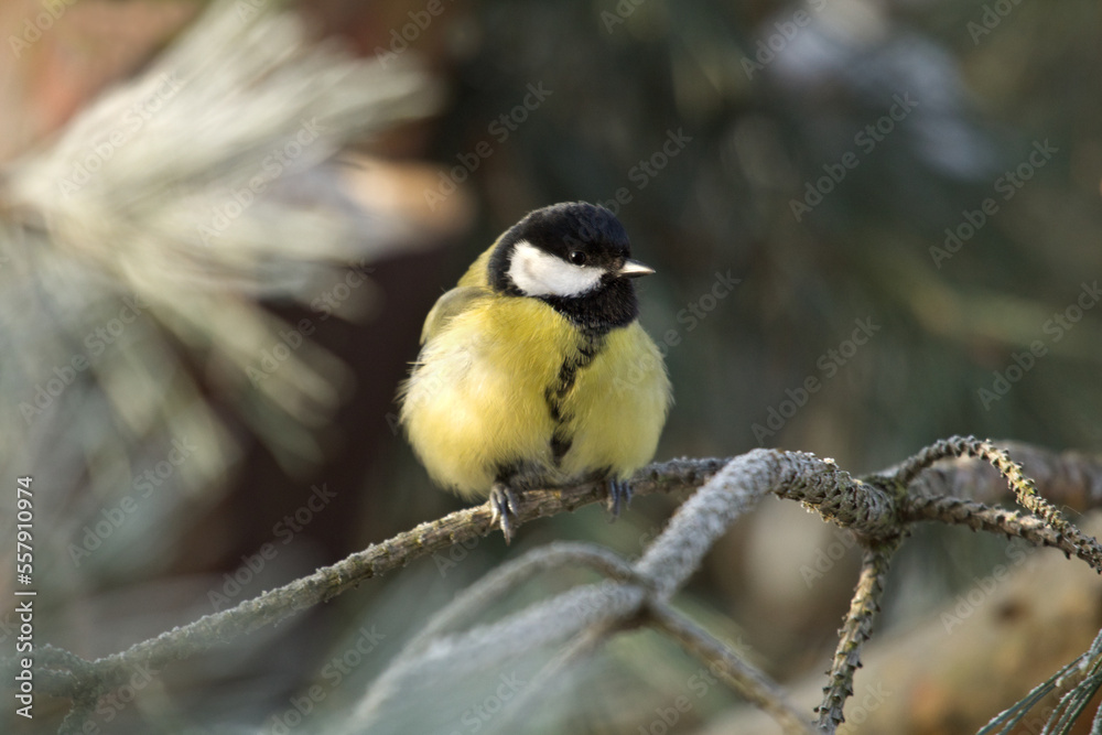 Great tit closeup. Parus major. Tit sitting on a tree branch little bird. Great tit perched on a stick, cute bird. Great tit closeup. Parus major. Tit sitting on a tree branch little bird. Great tit perched on a stick, cute bird.