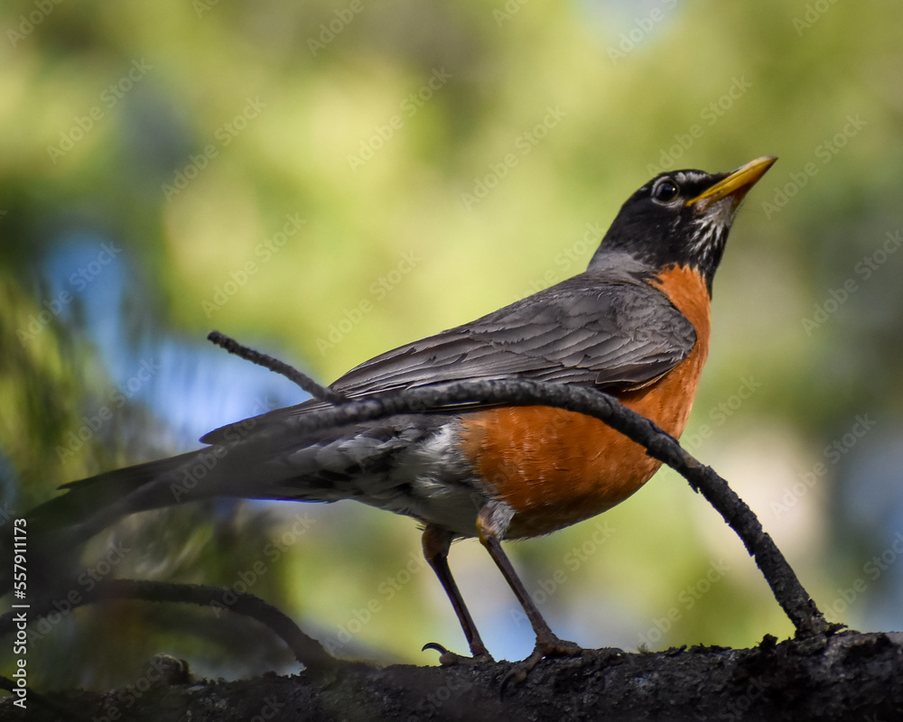 American Robin (Turdus migratorius) perched on a tree branch American Robin (Turdus migratorius) perched on a tree branch