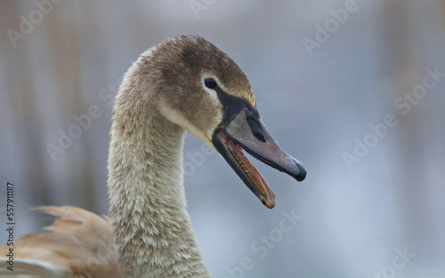 Fototapeta Naklejka Na Ścianę i Meble -  Mute swan closeup. Cygnus olor. White swan on the winter on a lake. Young swan.