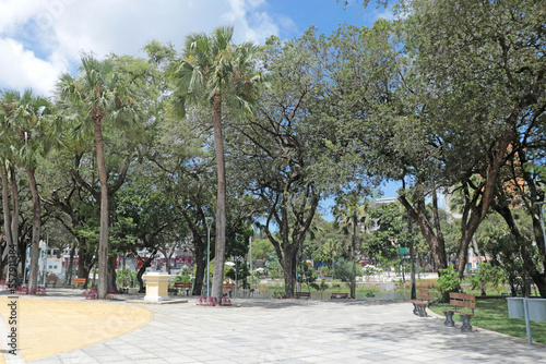 palma, árvore, verão, parque, céu