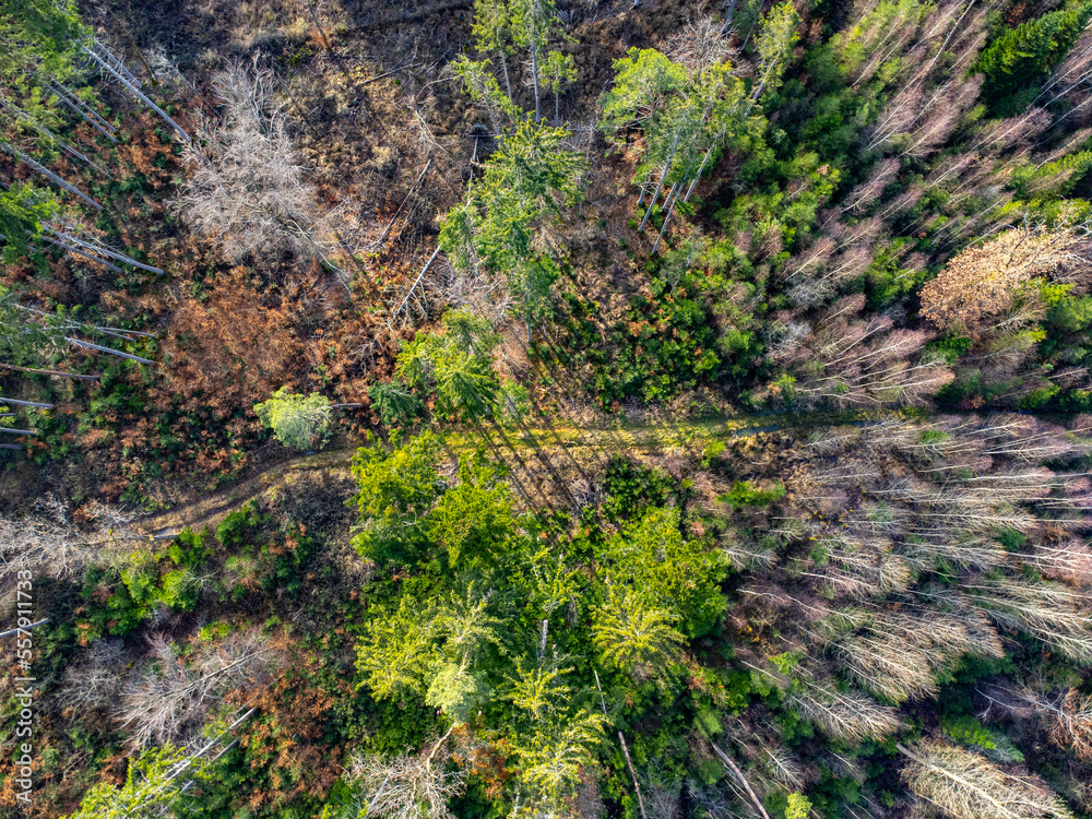 Aerial view of a mixed forest with conifer, dead and bare trees Aerial view of a mixed forest with conifer, dead and bare trees