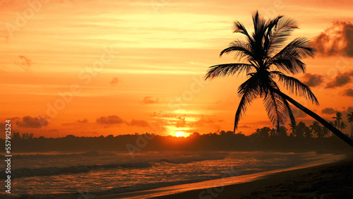 The silhouette of the palm tree over the sea at sunset. Beautiful golden sunset on a wild tropical beach. 