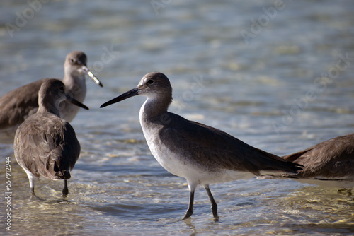 Willet  Tringa semipalmata  Western subspecies in Florida 