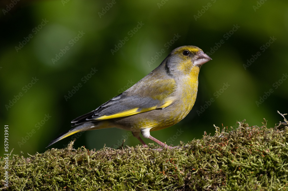 The photo shows the characteristics of the greenfinch bird The photo shows the characteristics of the greenfinch bird