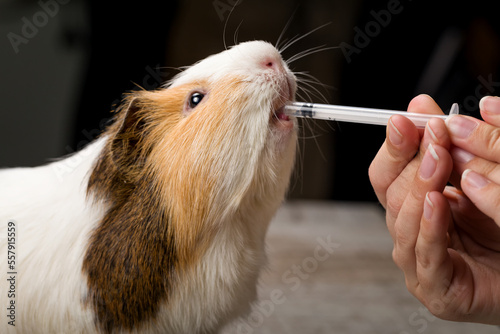 Veterinarian in the clinic gives guinea pig vitamins from syringe