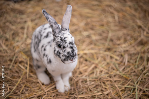 little rabbit on the hay © khunkornStudio