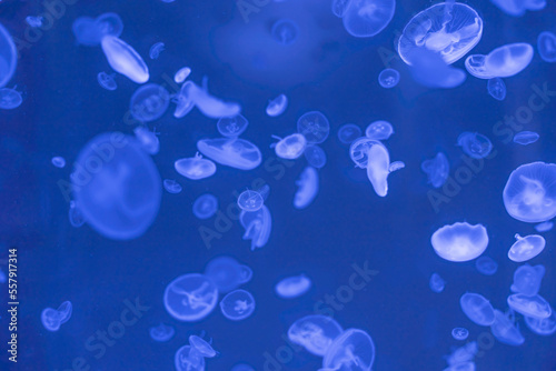 Jellyfish floating in the ocean-sea, the light passes through the water, creating a volumetric ray effect. Dangerous blue jellyfish © Aleksandr