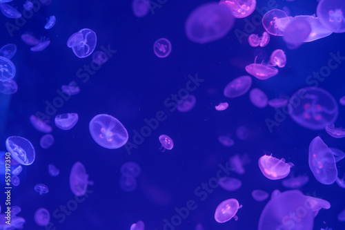 Jellyfish floating in the ocean-sea, the light passes through the water, creating a volumetric ray effect. Dangerous blue jellyfish © Aleksandr