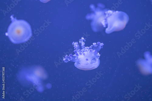 Jellyfish floating in the ocean-sea, the light passes through the water, creating a volumetric ray effect. Dangerous blue jellyfish