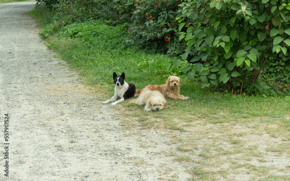three mutt dogs on a rural road