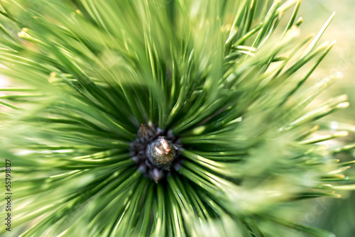 Branches of spruce forest nature landscape. Christmas background symbol of the holiday evergreen tree with needles. Low depth of field