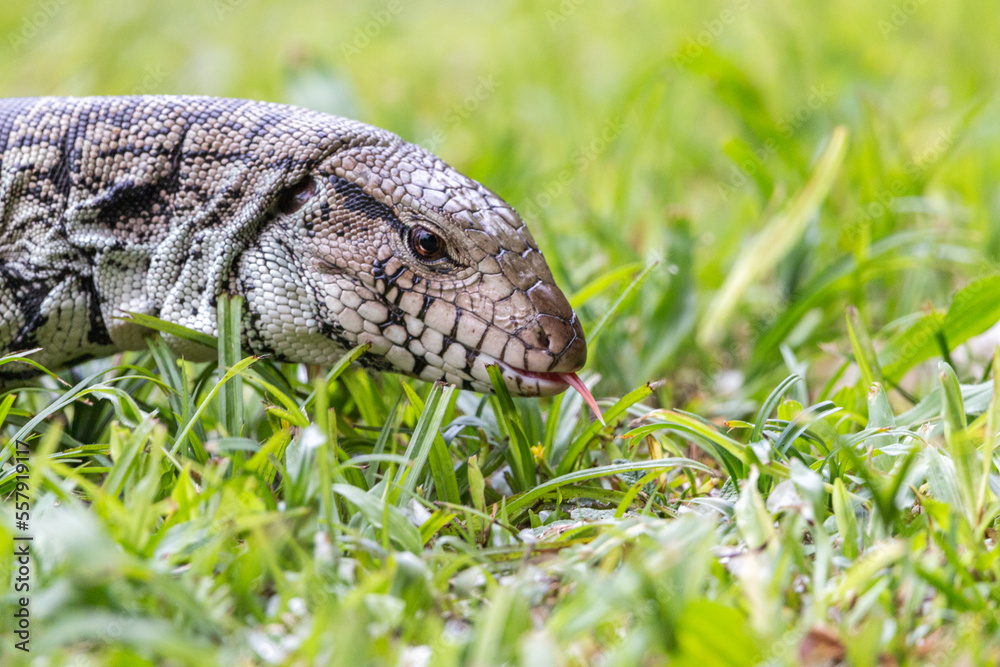 Obraz premium lizard walking through the grass