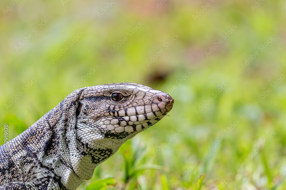 Obraz premium lizard walking through the grass