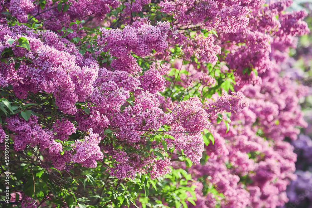 beautiful lilac flowers branch on a green background, natural spring background, soft selective focus. beautiful lilac flowers branch on a green background, natural spring background, soft selective focus.