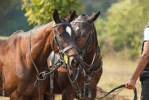 polo horses