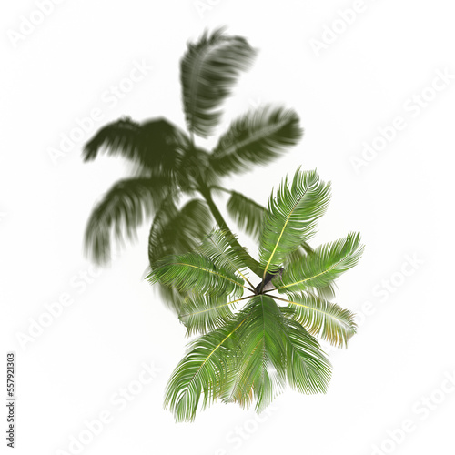 tree with a shadow under it, top view, isolate on a transparent background, 3d illustration
