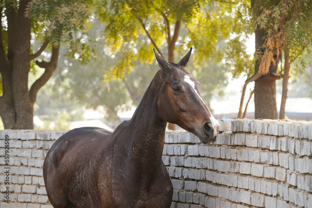 Fototapeta premium horse in the round pen