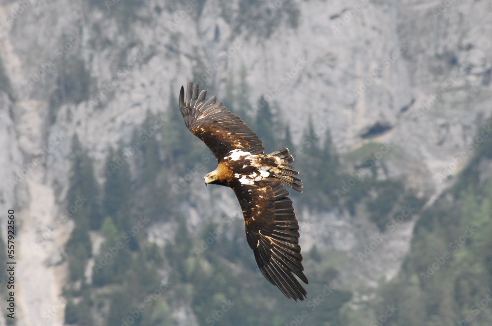 Fototapeta premium Aquila in volo con sfondo di montagna
