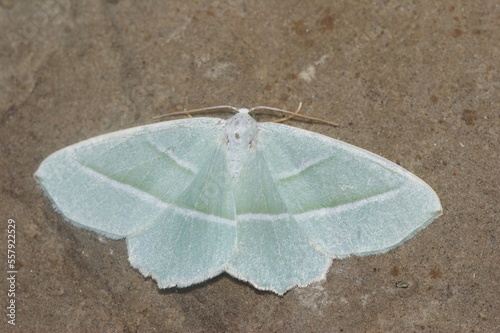 Closeup on the light emerald geometer moth,Campaea margaritata, with spread wings photo