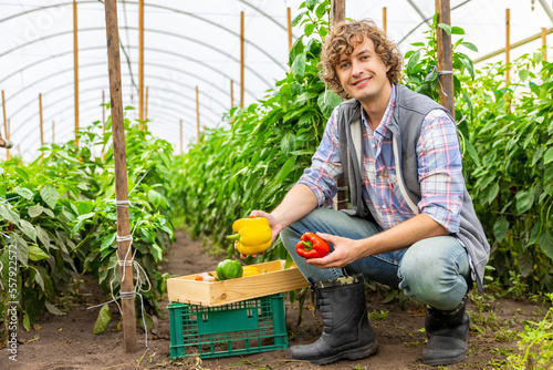 Smiling pleased young greenhouse worker harvesting paprika