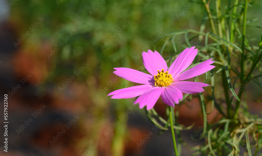 Beautiful pink cosmos flower (Cosmos Bipinnatus) blooming in natural park. Beautiful pink cosmos flower (Cosmos Bipinnatus) blooming in natural park.