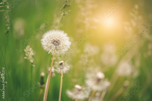 Fluffy dandelion in sunlight on a blurred green background. Selective focus. Beautiful spring nature background.