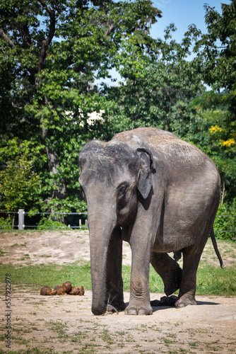 Portrait of boy indian elephant in zoo. He is so big  he is walking in his habitat.