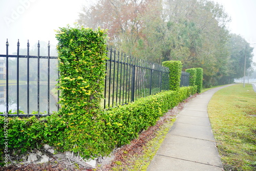 The winter fog and colorful leaf landscape of New Tampa community in Florida