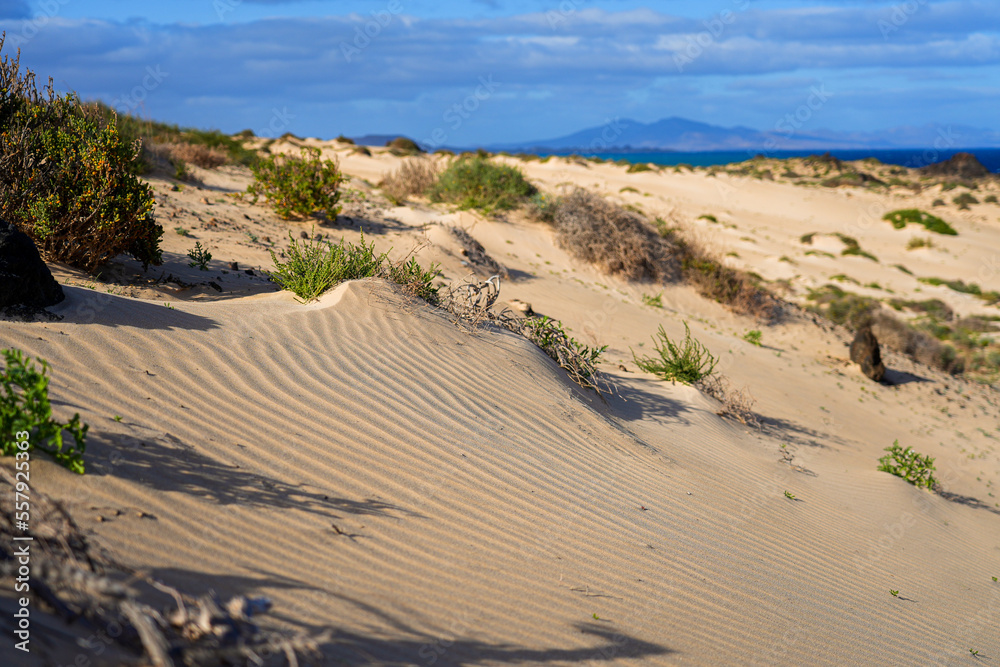 Ripples in the sand of the dunes of the Corralejo Natural Park in the north of Fuerteventura in the Canary Islands, Spain - Desert arid landscape with scattered shrubs in endless sand Ripples in the sand of the dunes of the Corralejo Natural Park in the north of Fuerteventura in the Canary Islands, Spain - Desert arid landscape with scattered shrubs in endless sand