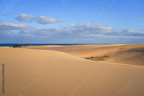 Ripples in the sand of the dunes of the Corralejo Natural Park in the north of Fuerteventura in the Canary Islands  Spain - Desert arid landscape with scattered shrubs in endless sand