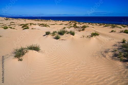 Ripples in the sand of the dunes of the Corralejo Natural Park in the north of Fuerteventura in the Canary Islands  Spain - Desert arid landscape with scattered shrubs in endless sand