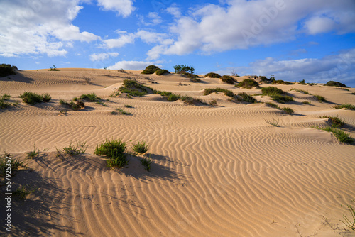 Ripples in the sand of the dunes of the Corralejo Natural Park in the north of Fuerteventura in the Canary Islands, Spain - Desert arid landscape with scattered shrubs in endless sand