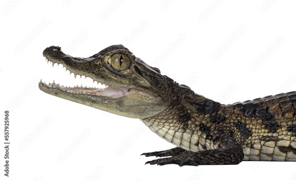 Naklejka premium Head shot of young, one year old Spectacled Caiman crocodile, standing side ways. Mouth open. Isolated cutout on transparent background.