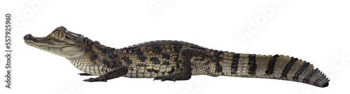 Young, one year old Spectacled Caiman crocodile, standing side ways. Mouth closed. Isolated cutout on transparent background.