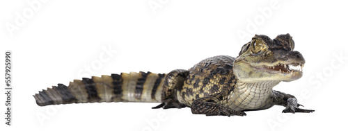 Young, one year old Spectacled Caiman crocodile, standing side ways. Mouth open. Isolated cutout on transparent background.