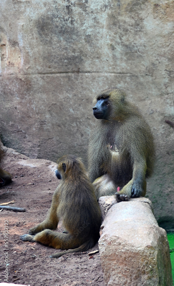 macaques sitting on a rock