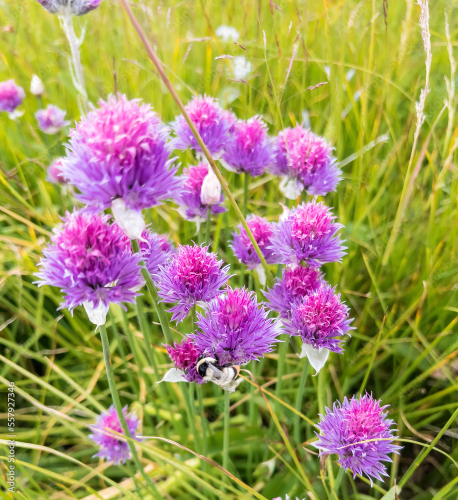 Chives or Allium Schoenoprasum in bloom with purple violet flowers and green stems. Chives or Allium Schoenoprasum in bloom with purple violet flowers and green stems.
