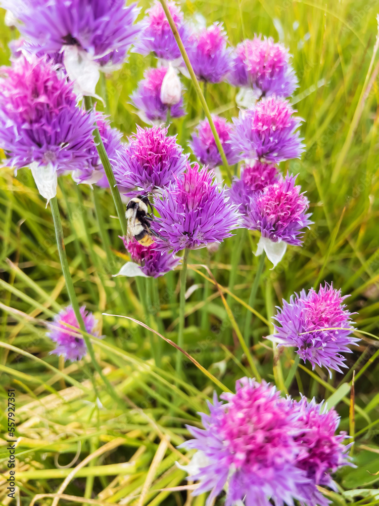 Chives or Allium Schoenoprasum in bloom with purple violet flowers and green stems. Chives or Allium Schoenoprasum in bloom with purple violet flowers and green stems.