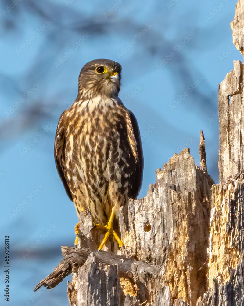 Merlin Raptor on a perch and in flight Stock Photo | Adobe Stock