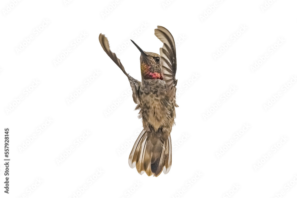 Anna's Hummingbird (Calypte anna) Photo, in Flight on a Transparent Background Anna's Hummingbird (Calypte anna) Photo, in Flight on a Transparent Background