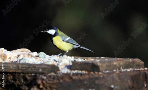 Great Tit eating at a bird table, Sherwood Forest Nottinghamshire, England
