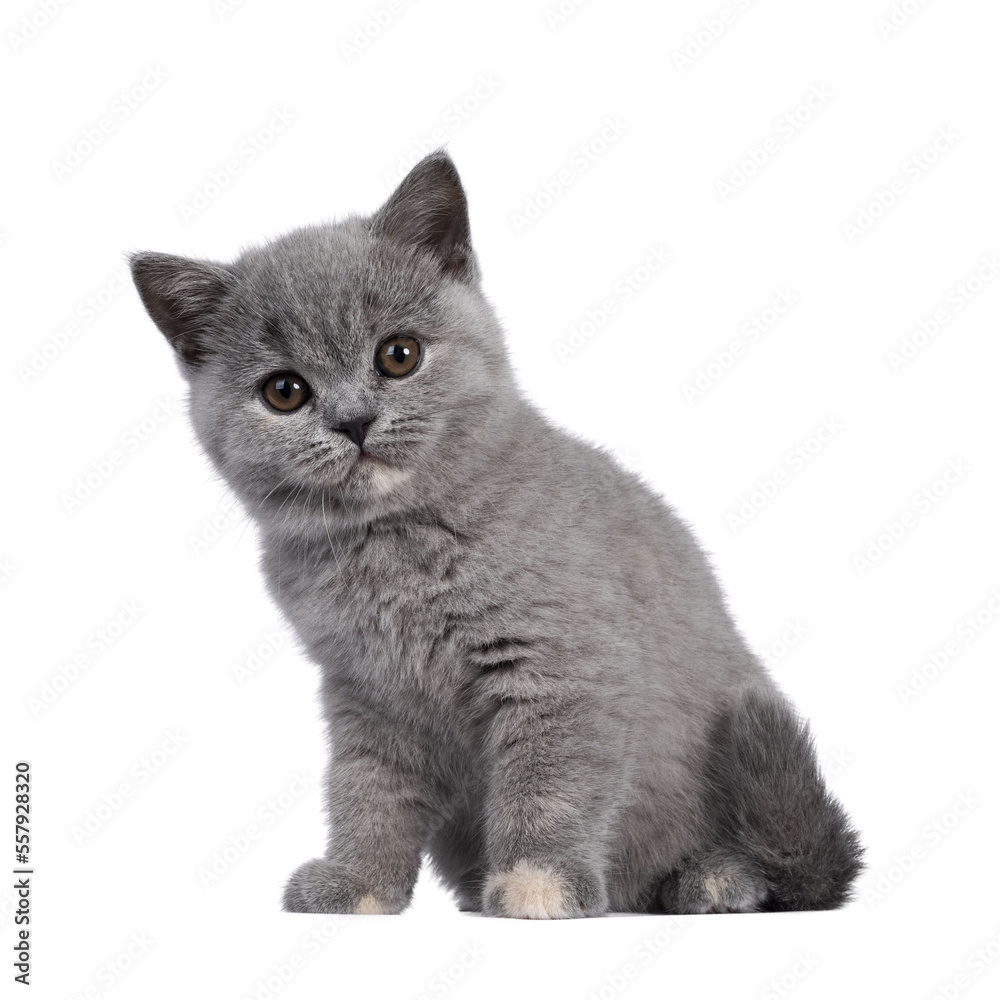 Adorable blue tortie British Shorthair cat kitten, sitting side ways. Looking towards camera with round brown eyes and cute head tilt. Isolated cutout on transparent background.